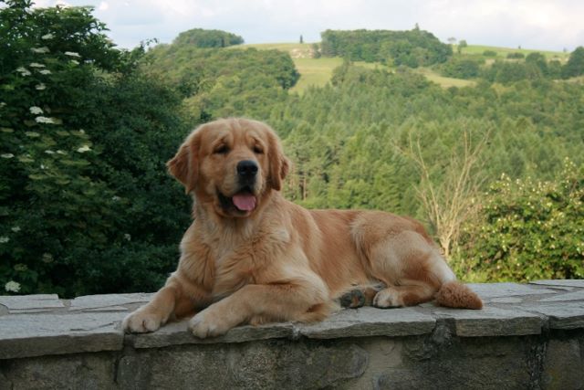 Pépino